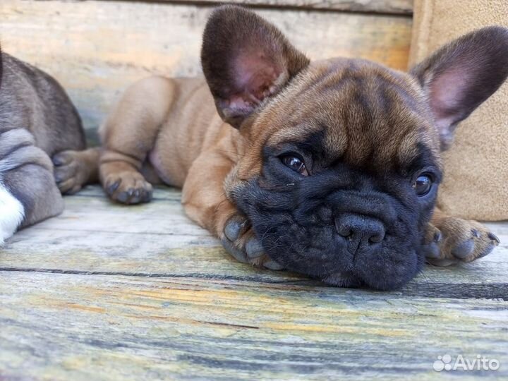 Щенки французского бульдога