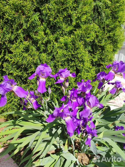 Цветы многолетники