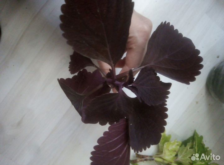 Комнатные цветы