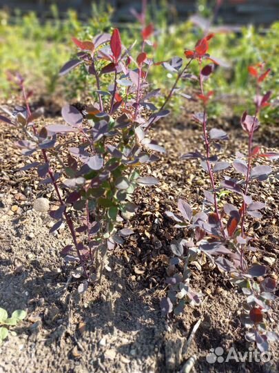 Подвой абрикоса, барбарис, спиреи, кизильник