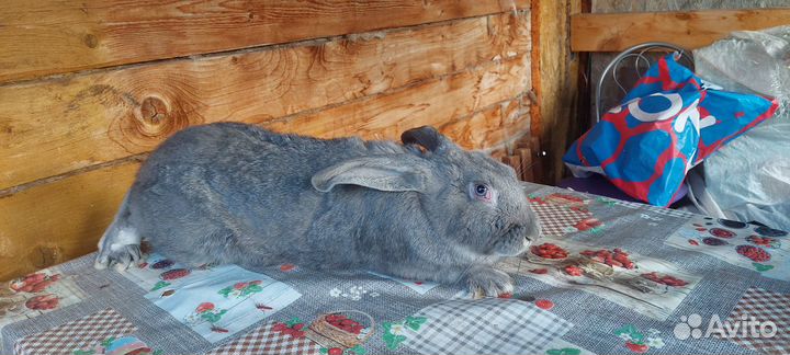Кролик самец
