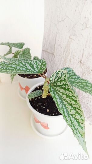 Бегония White Ice (росток)