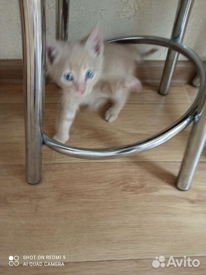 Котик Рыжик