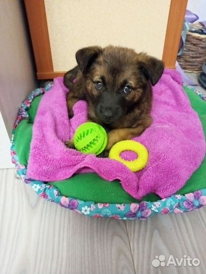 Щенок в добрые руки