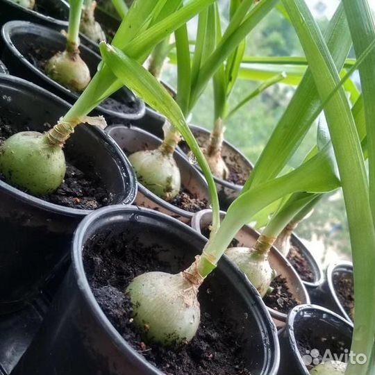 Индийский лук