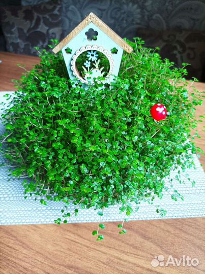 Солейролия