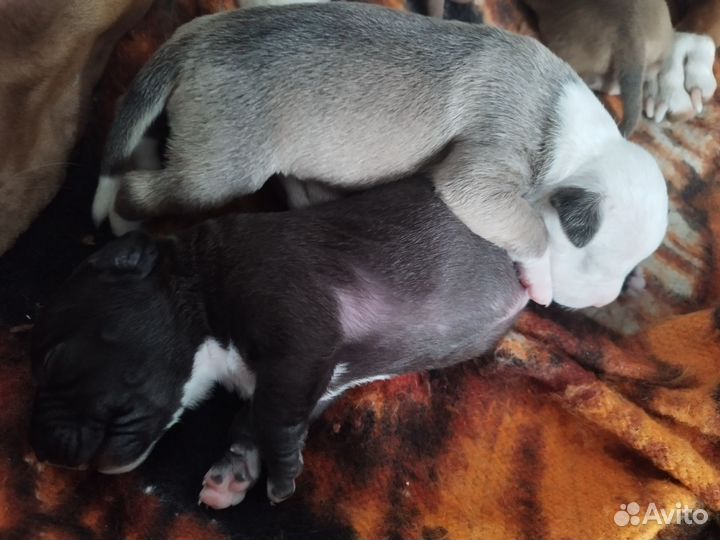 Щенки питбуля