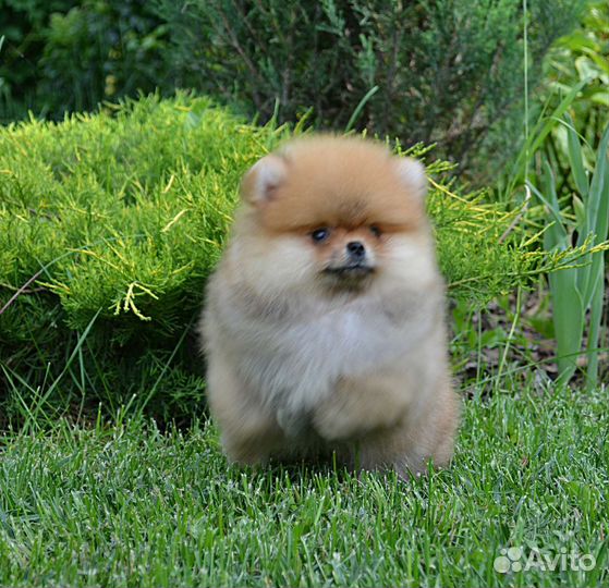 Померанский шпиц, мальчик