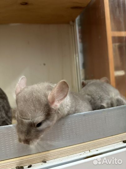 Стеллаж витрина клетка для шиншиллы