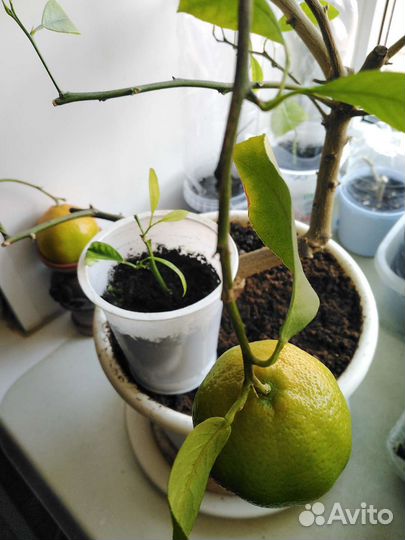 Лимон. Лимонное дерево плодоносящий