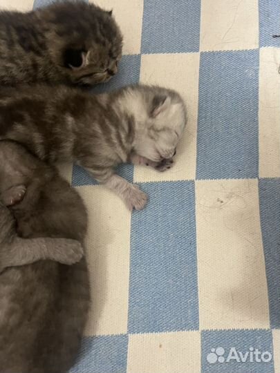 Котята