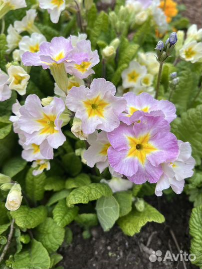 Неприхотливые многолетники для вашего сада