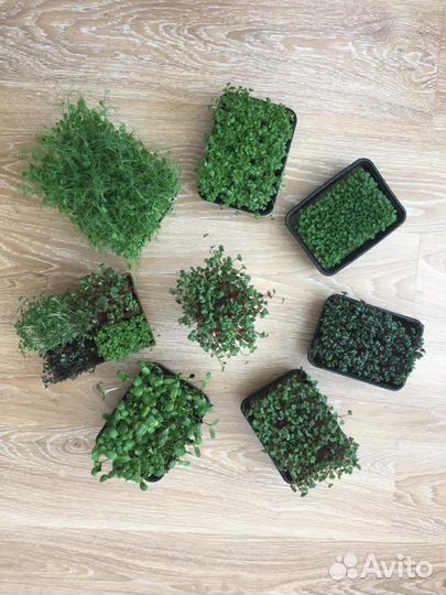 Микрозелень семена