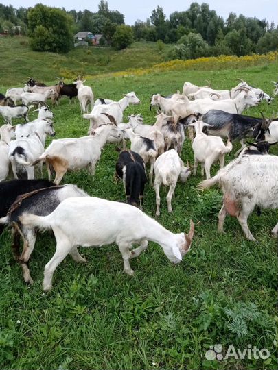 Козы и козляти