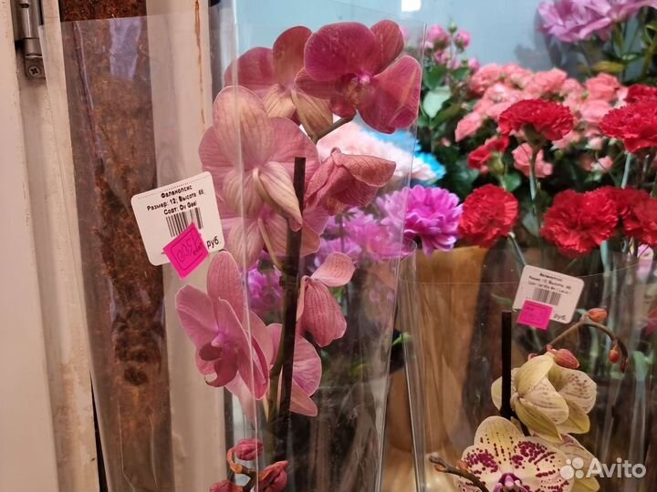 Орхидея фаленопсис