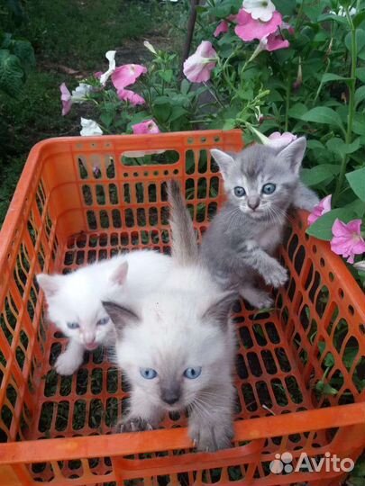 Кошка в дар бесплатно