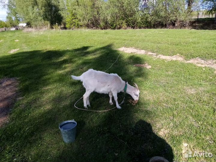 Козочка не гуляная 1 год