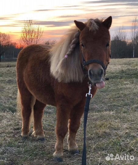 Продажа пони