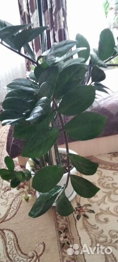 Замиокулькас (денежное дерево)