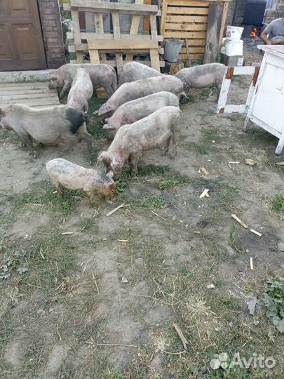 Поросята белые