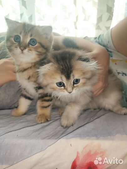 Шотландская шиншилла