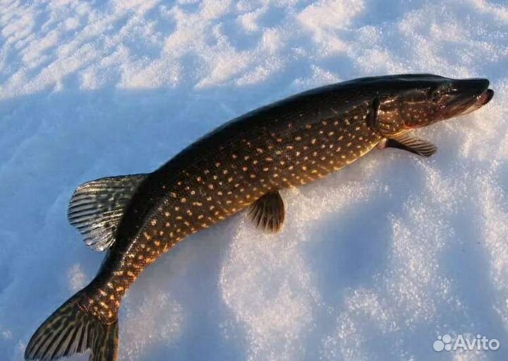 Рыба, щука, судак, окунь. живец, охота И рыбалка