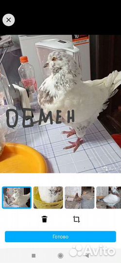 Мясная порода Голубь Кинг