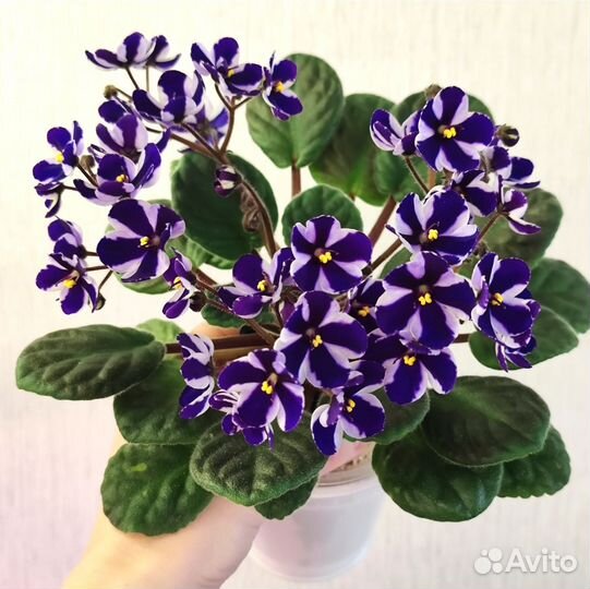 Фиалка химера Concord New