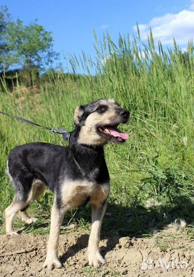 Собака Стрелка