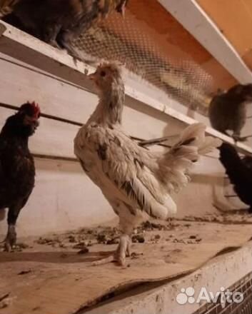 Бентамки. Карликовые куры. Петушки