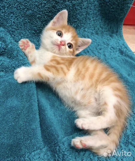 Два рыжих крутых брата ищут дом