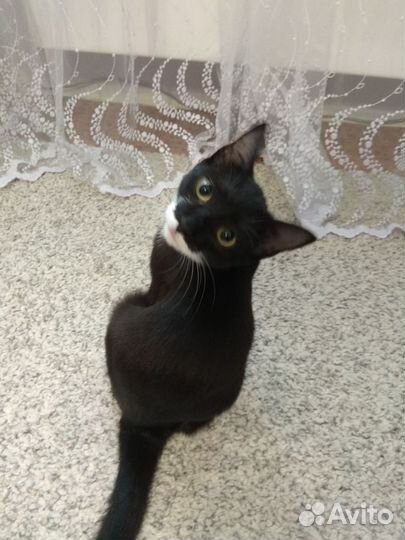 Котенок (кошечка)