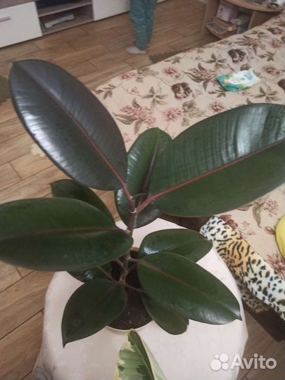 Фикус Чёрный Принц