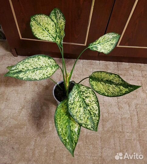 Аглаонема Фёрст Даймонд