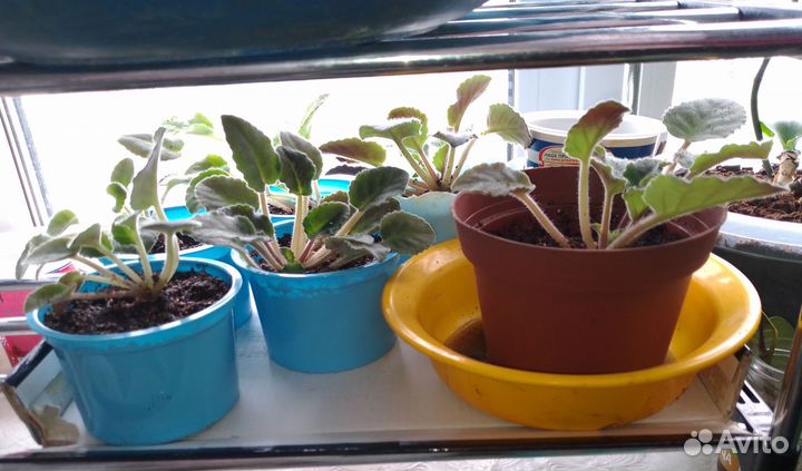 Фиалка Синяя