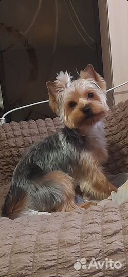 Йоркширский терьер