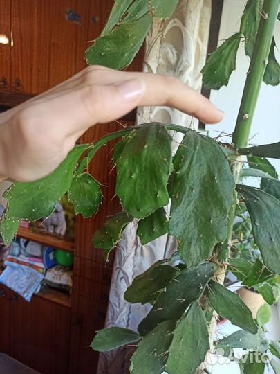 Кактус бесплатно большой