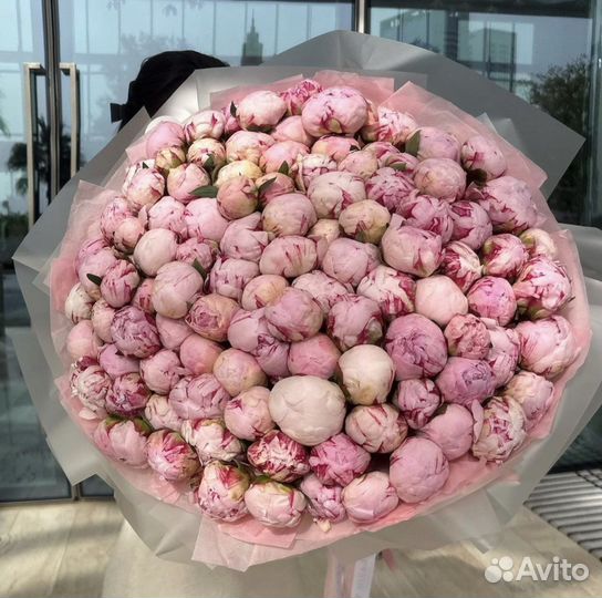 Пионы цветы 101 Роза