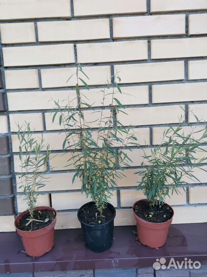 Ива пурпурная нана