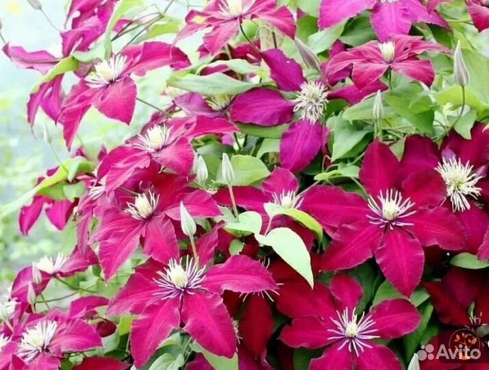 Клематис Мазовше