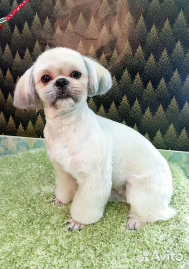 Груминг собак и кошек