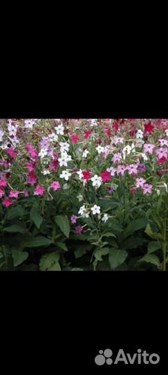 Тобак душистый Цветы