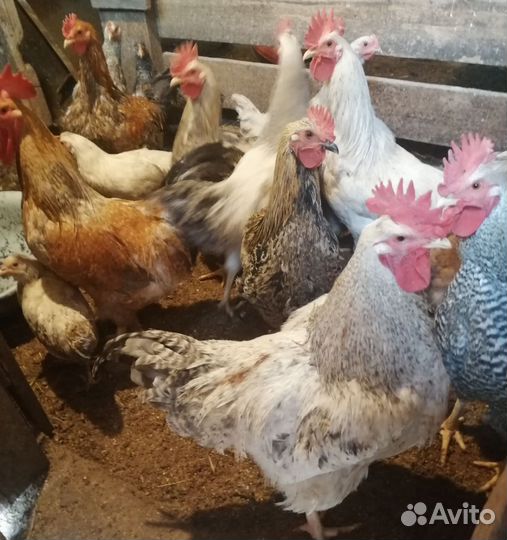 Молодые петушки