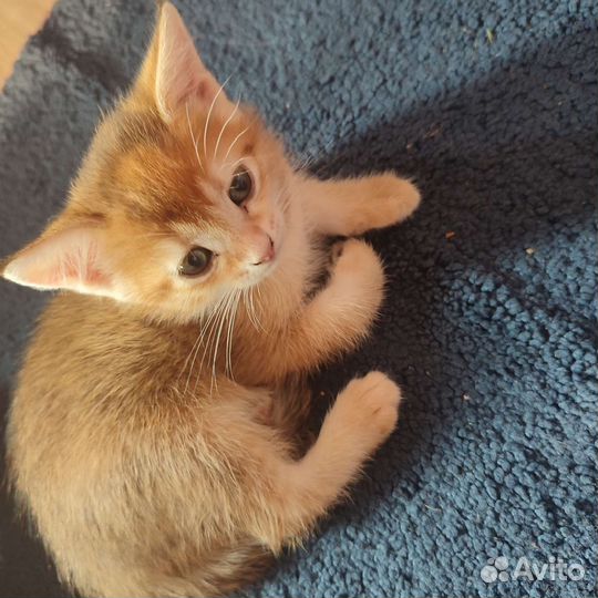 Британские котята) готовы к переезду)