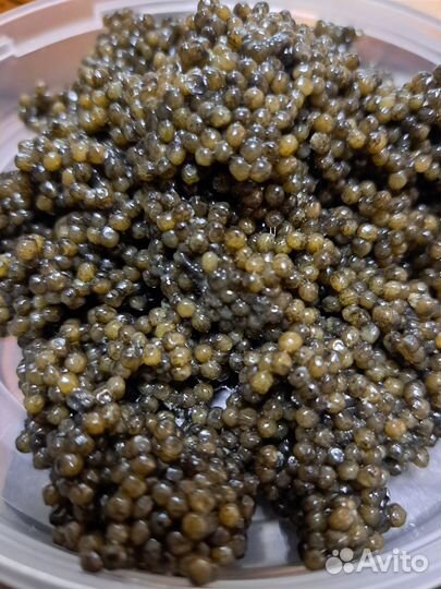 Красная икра