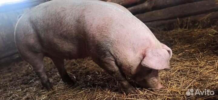 Свинья на племя