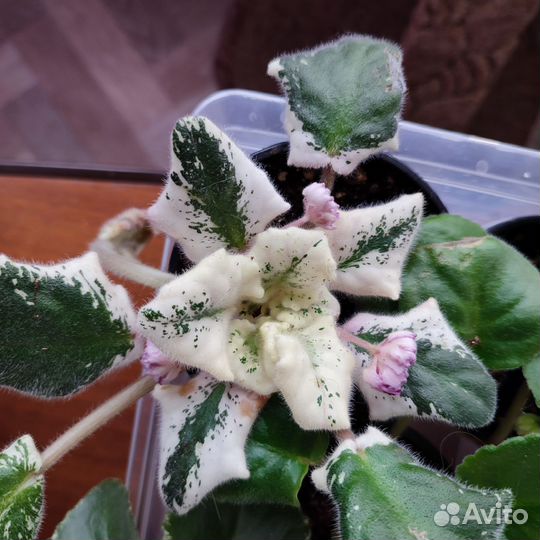 Фиалки сортовые от черенков до взрослых, цветущих