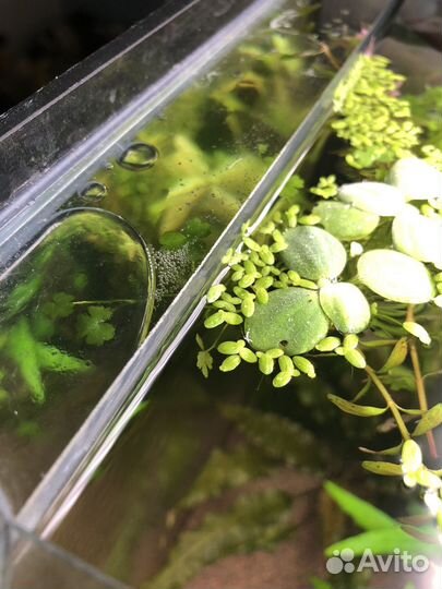 Аквариум 75л