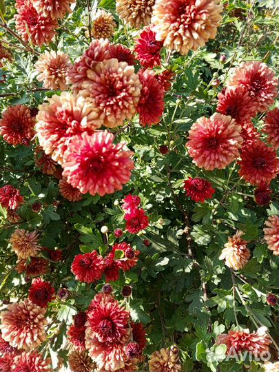 Хризантема корейская