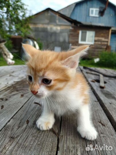 Котята в добрые руки бесплатно